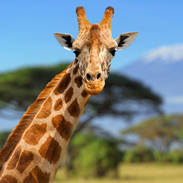 Playgrounds of the world